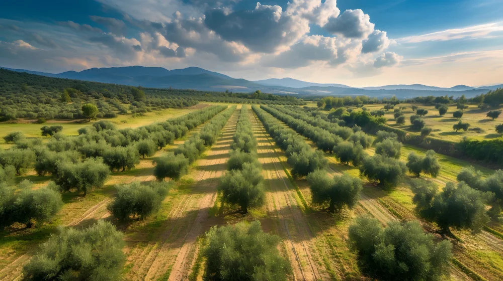 Della Polla: Azienda agricola BIO Sicilia con produzione di olio extravergine d’oliva e olive d’eccellenza 100% Nocellara del Belice | Della Polla